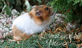 Starla- Golden Tortoiseshell and White (Banded) Satin Shorthaired